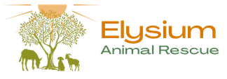 Elysium Animal Rescue